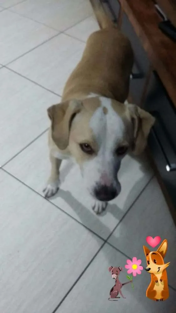 Cachorro ra a Srd  idade 3 anos nome Bob