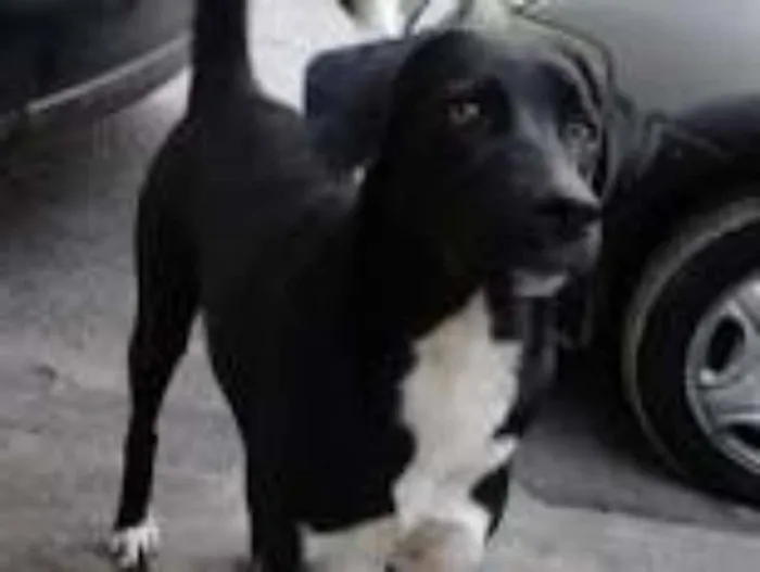 Cachorro raça vira lata idade 7 a 11 meses nome Varios nomes