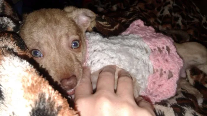 Cachorro ra a Srd idade Abaixo de 2 meses nome Shira