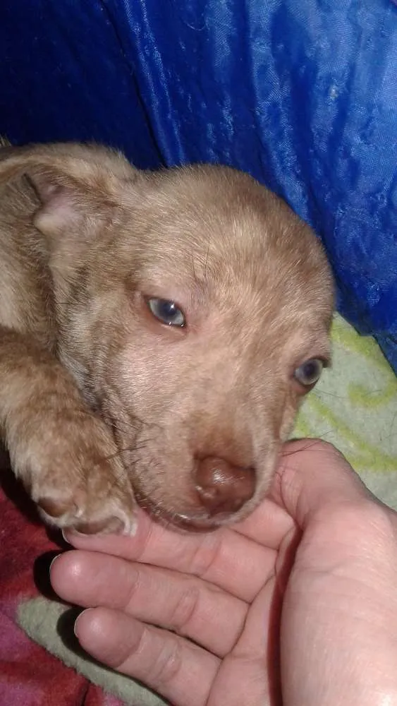 Cachorro ra a Srd idade Abaixo de 2 meses nome Shira