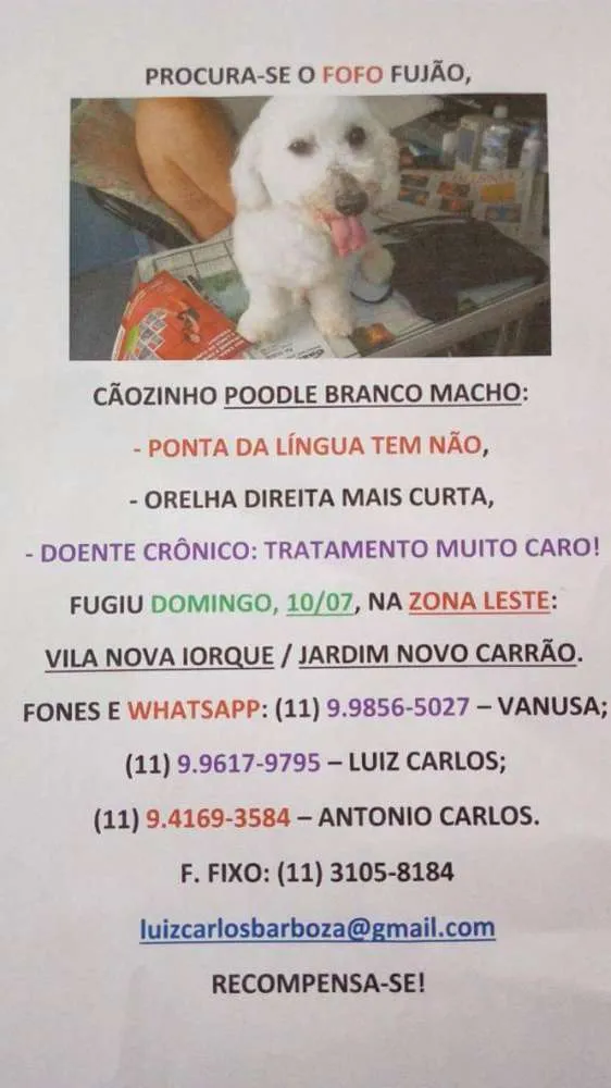 Cachorro ra a Poodle idade 6 ou mais anos nome FOFO