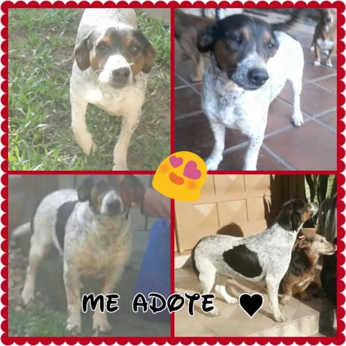 Cachorro ra a sem raça definida idade 1 ano nome ADOTE