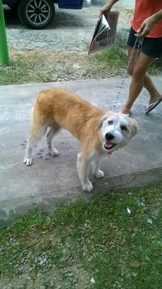 Cachorro ra a srd idade 5 anos nome Layla