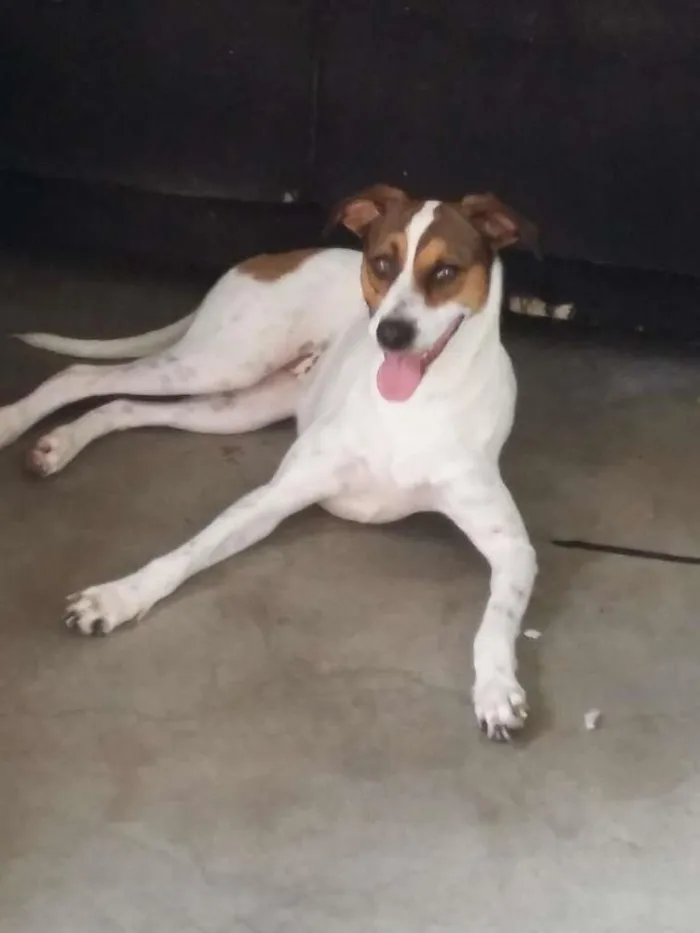 Cachorro ra a srd idade 3 anos nome Maia