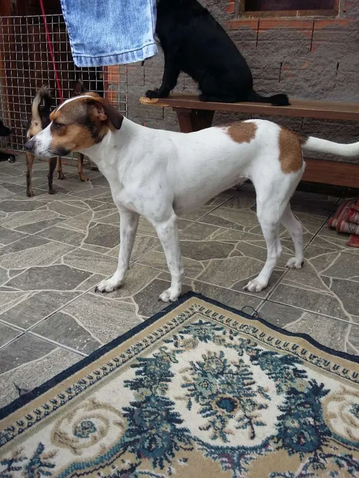 Cachorro ra a srd idade 3 anos nome Maia