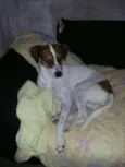 Maia