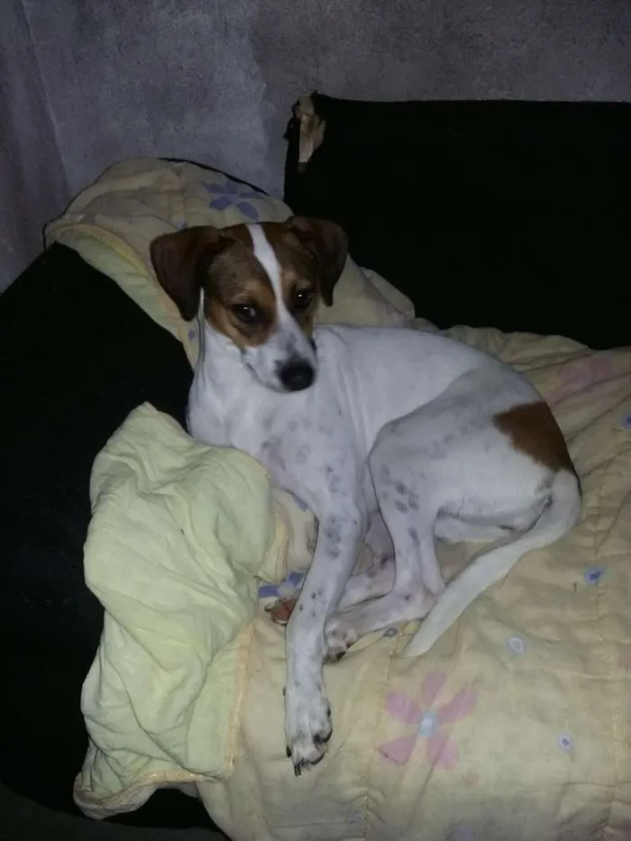 Cachorro ra a srd idade 3 anos nome Maia