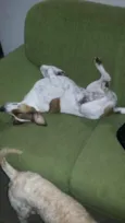 Maia