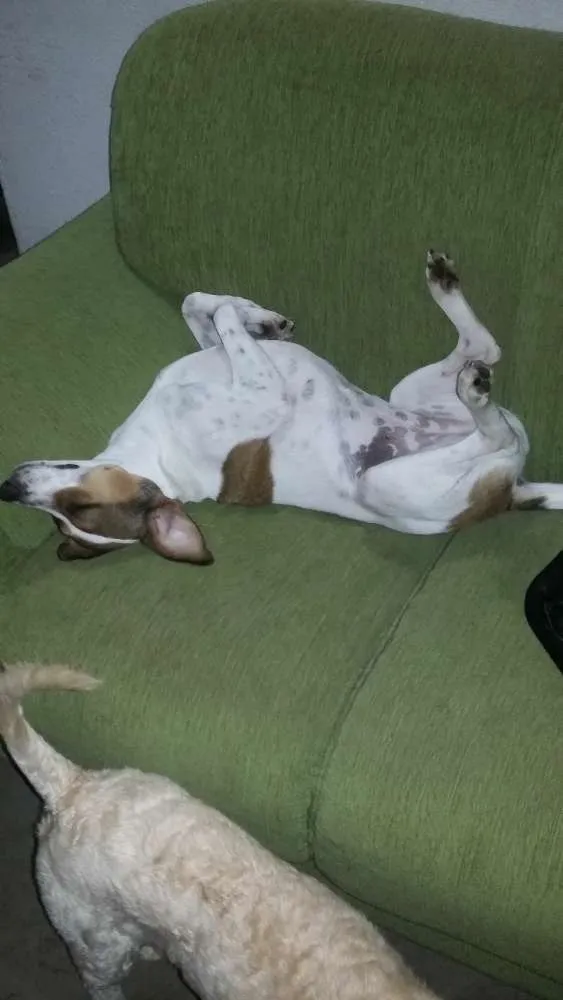 Cachorro ra a srd idade 3 anos nome Maia