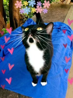 Gato raça Srd idade 3 anos nome Alice 