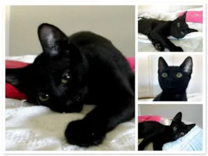 Gato raça mistura com ciames idade 2 a 6 meses nome pretinha