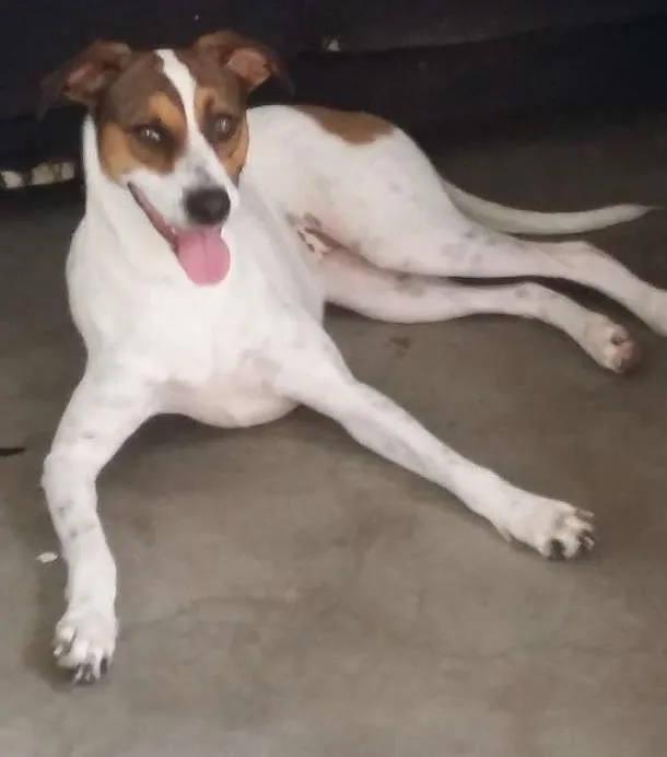 Cachorro ra a srd idade 3 anos nome Maia