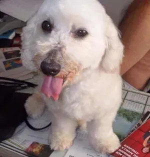 Cachorro raça Poodle idade 6 ou mais anos nome FOFO