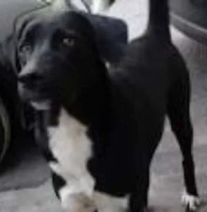 Cachorro raça vira lata idade 7 a 11 meses nome Varios nomes
