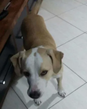 Cachorro raça Srd  idade 3 anos nome Bob