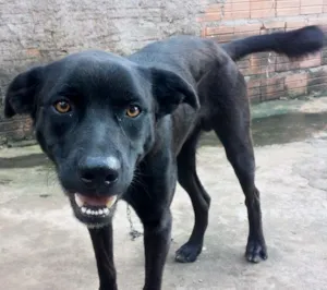 Cachorro raça Labrador com Pitbull idade 7 a 11 meses nome Hunter