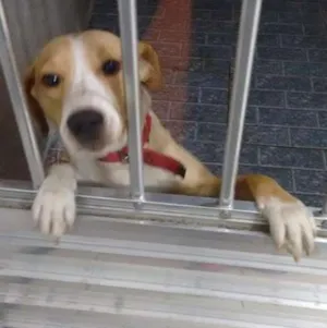 Cachorro raça vira lata idade 1 ano nome tamires