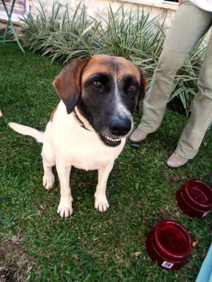 Cachorro ra a SRD idade 3 anos nome Scarlet