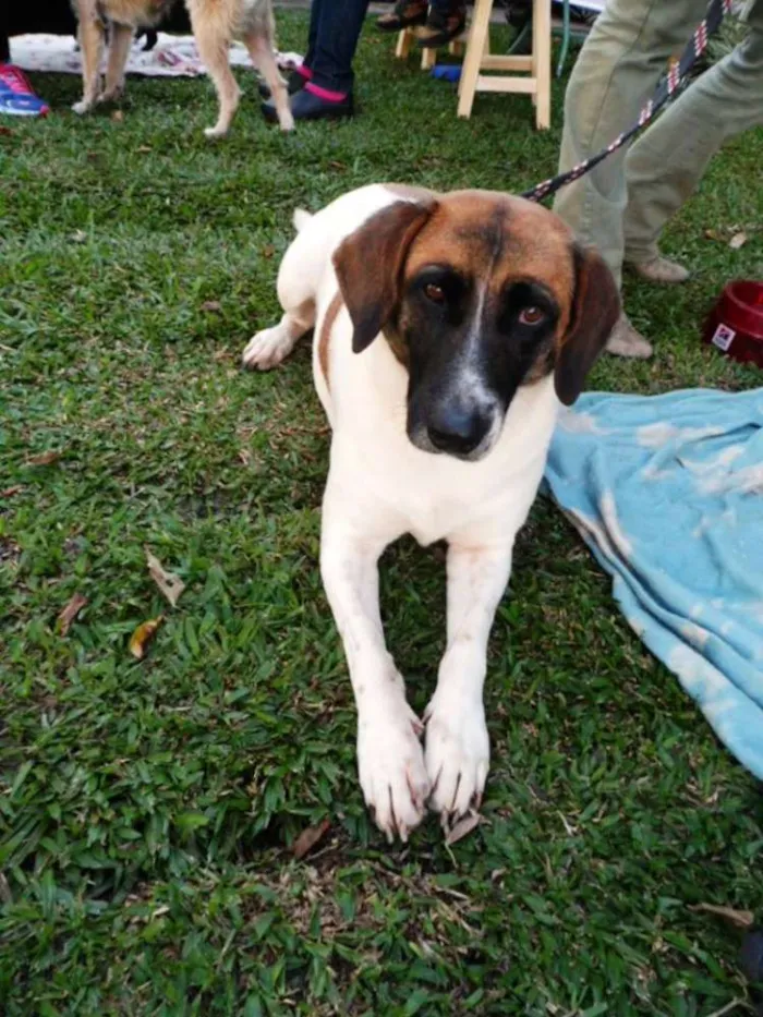 Cachorro ra a SRD idade 3 anos nome Scarlet