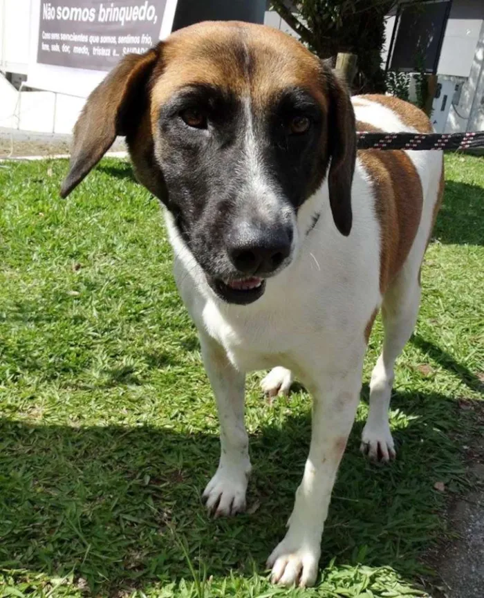 Cachorro ra a SRD idade 3 anos nome Scarlet