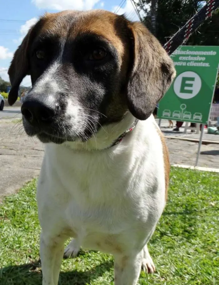 Cachorro ra a SRD idade 3 anos nome Scarlet