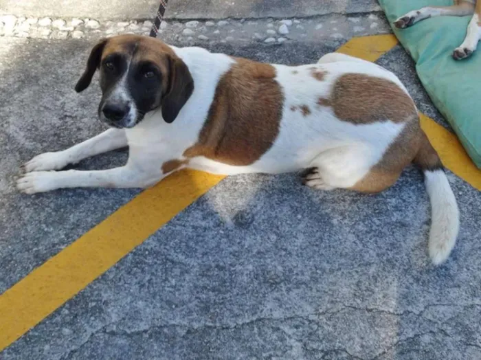 Cachorro ra a SRD idade 3 anos nome Scarlet