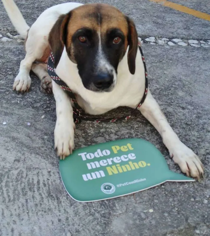 Cachorro ra a SRD idade 3 anos nome Scarlet