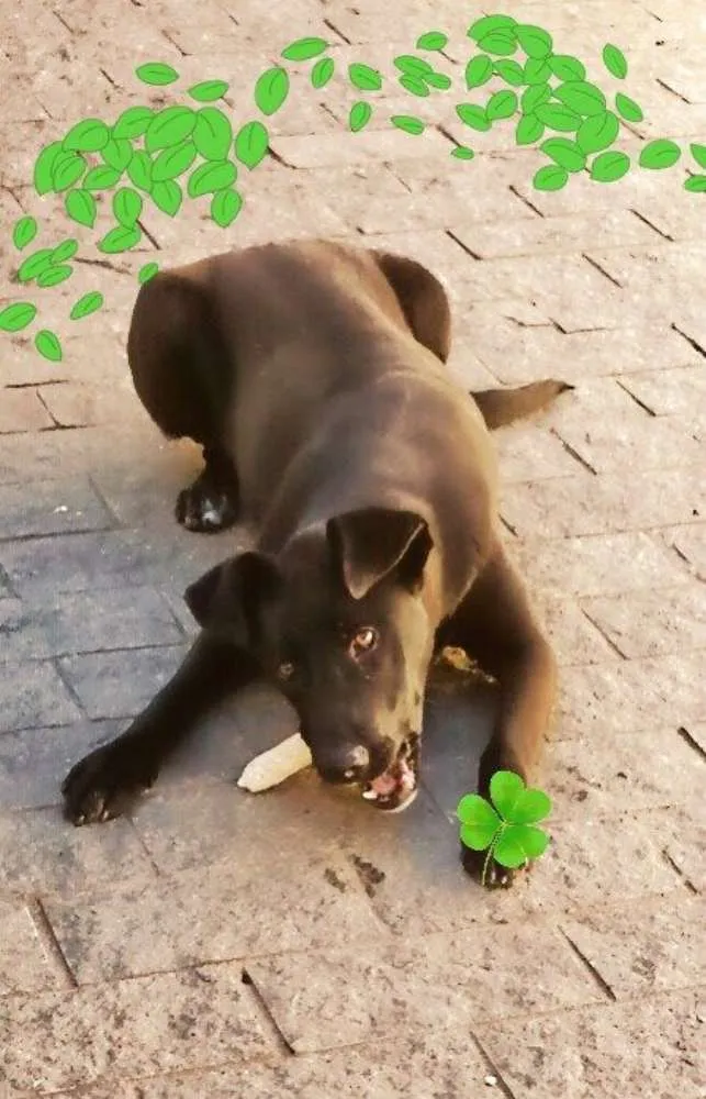 Cachorro ra a mix de labrador idade 2 anos nome Thor