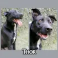 Thor