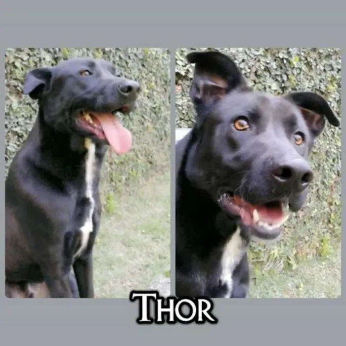 Cachorro ra a mix de labrador idade 2 anos nome Thor
