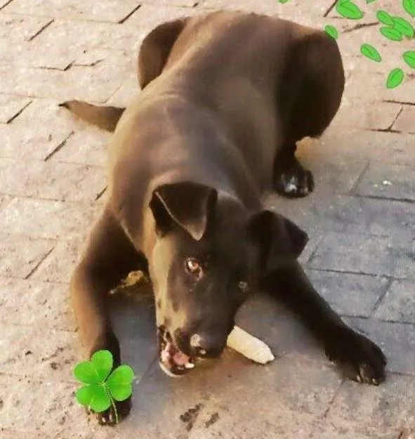Cachorro ra a mix de labrador idade 2 anos nome Thor