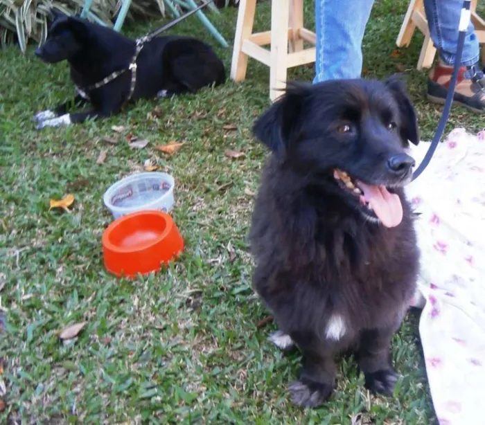 Cachorro ra a SRD idade 4 anos nome Tobinho