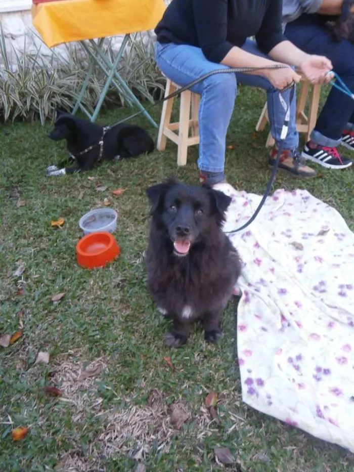 Cachorro ra a SRD idade 4 anos nome Tobinho