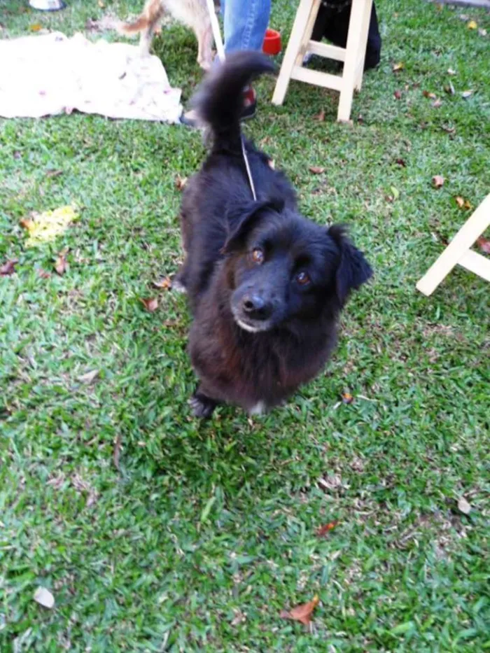 Cachorro ra a SRD idade 4 anos nome Tobinho