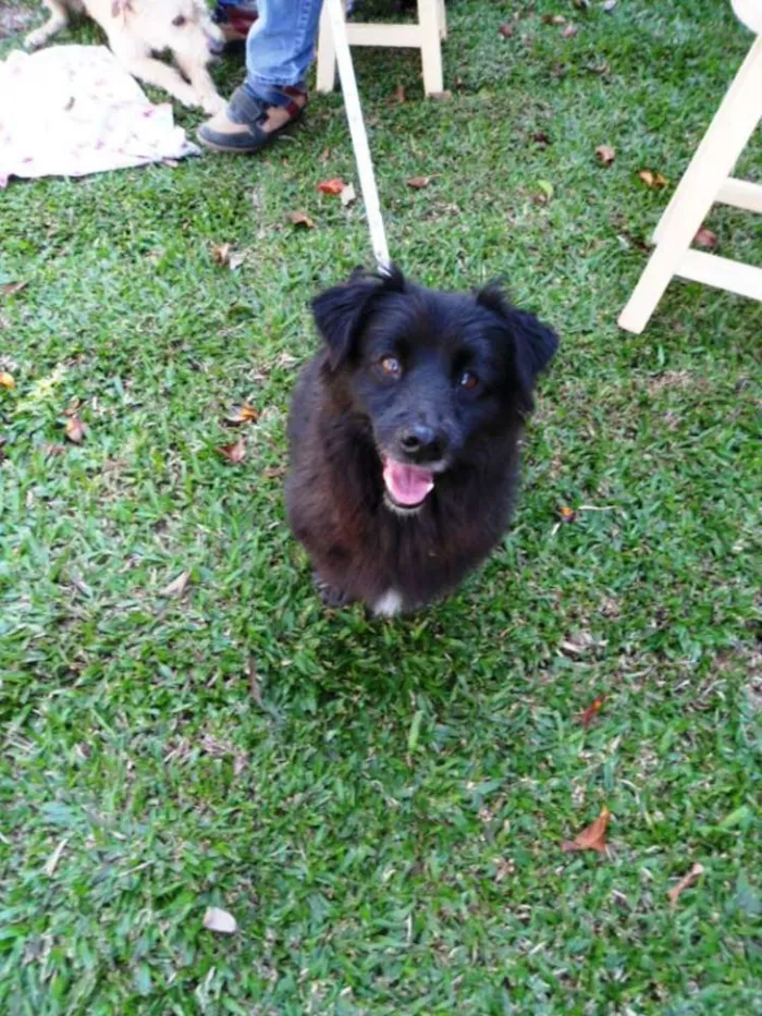 Cachorro ra a SRD idade 4 anos nome Tobinho