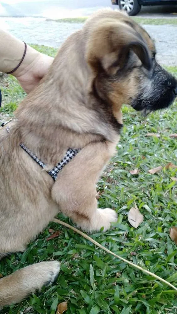 Cachorro ra a SRD idade  nome Dengoso