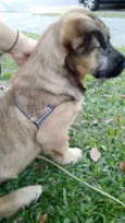 Dengoso