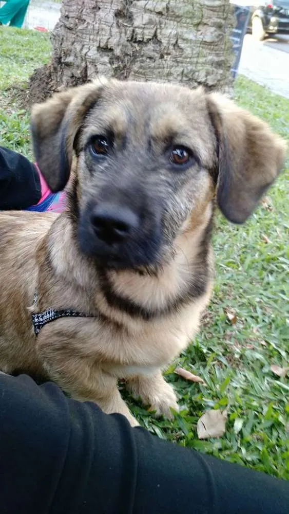 Cachorro ra a SRD idade  nome Dengoso