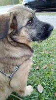 Dengoso