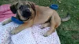 Dengoso