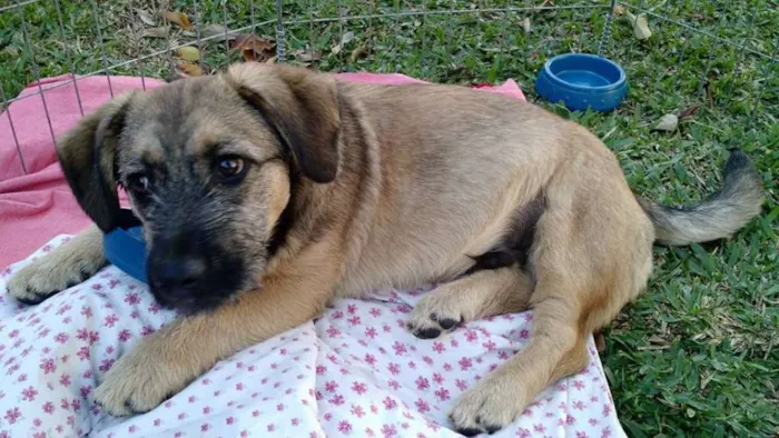 Cachorro ra a SRD idade  nome Dengoso