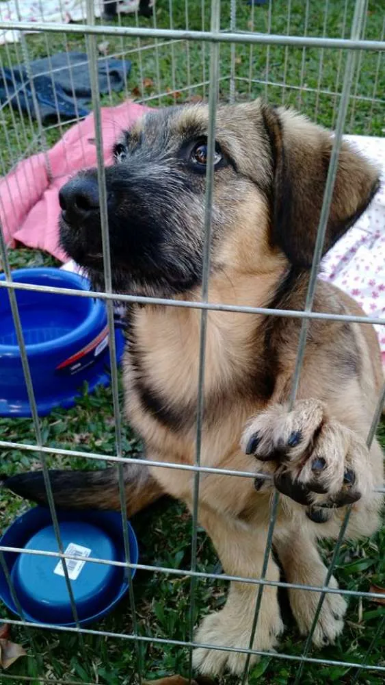 Cachorro ra a SRD idade  nome Dengoso