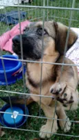 Dengoso