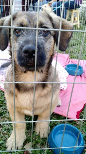 Cachorro raça SRD idade  nome Dengoso