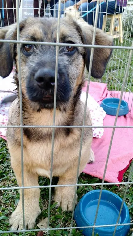 Cachorro ra a SRD idade  nome Dengoso