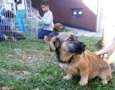 Dengoso