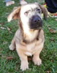 Dengoso
