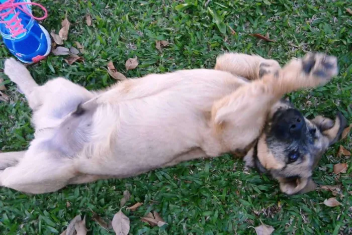 Cachorro ra a SRD idade  nome Dengoso