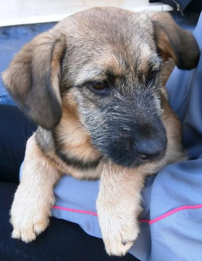 Cachorro ra a SRD idade  nome Dengoso