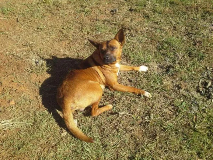 Cachorro ra a  idade 2 anos nome João